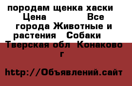 породам щенка хаски › Цена ­ 10 000 - Все города Животные и растения » Собаки   . Тверская обл.,Конаково г.